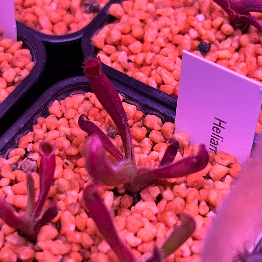 美麗太陽瓶子草Heliamphora pulchella （Churi tepui）-規格圖2