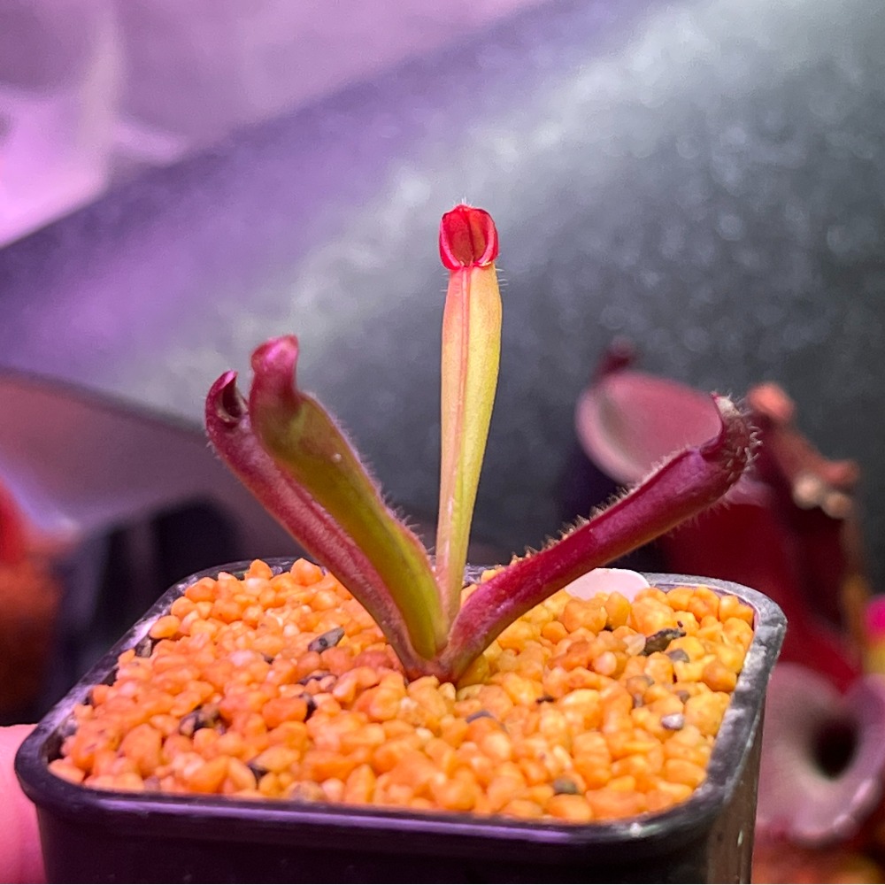 美麗太陽瓶子草Heliamphora pulchella （Churi tepui）-規格圖3