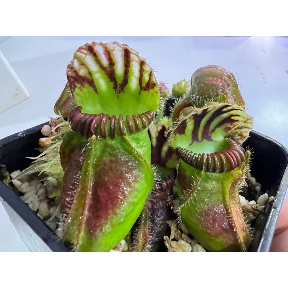 土瓶草＂德巨X捷巨＂Cephalotus follicularis ＂German Giant X CZ