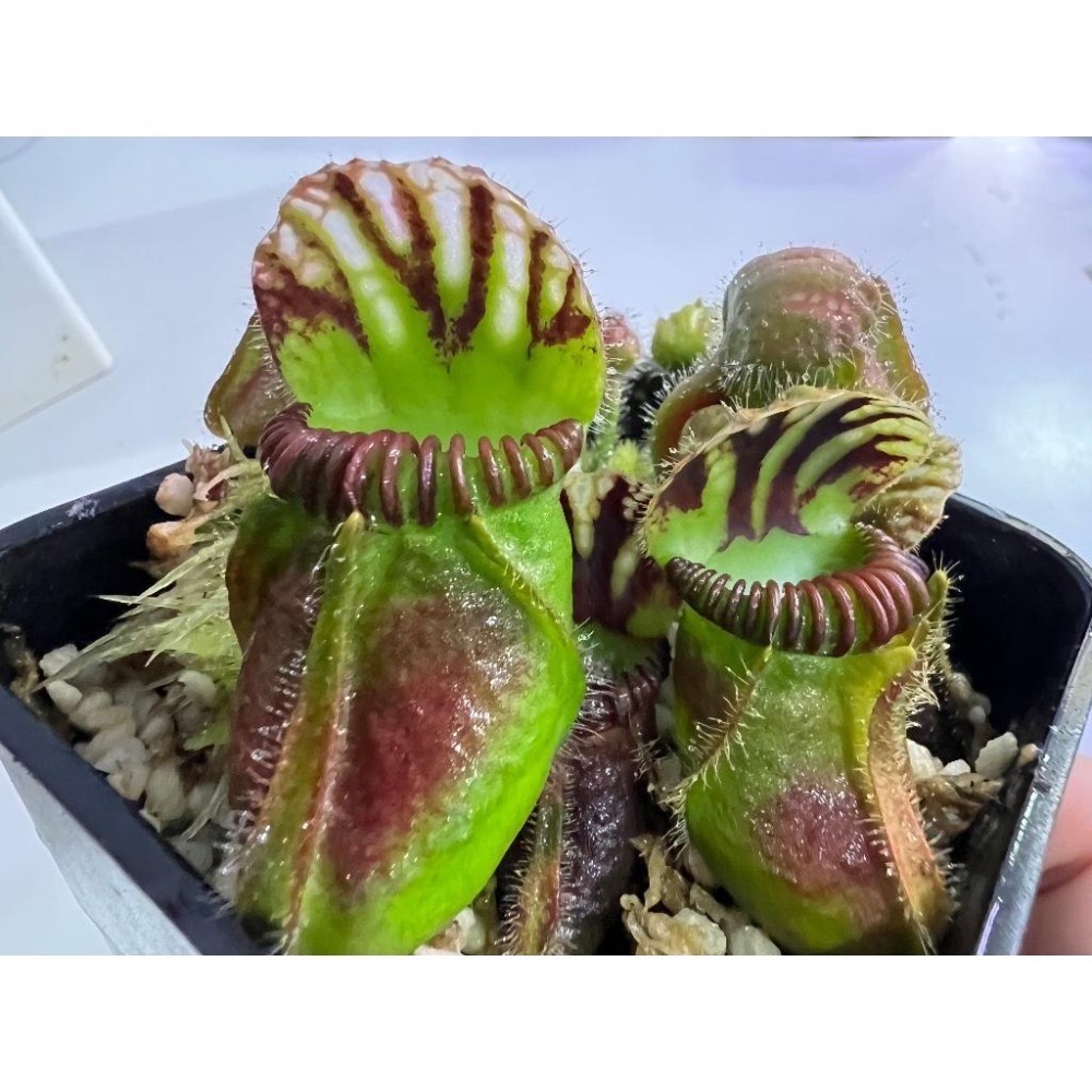土瓶草＂德巨X捷巨＂Cephalotus follicularis ＂German Giant X CZ Giant＂
