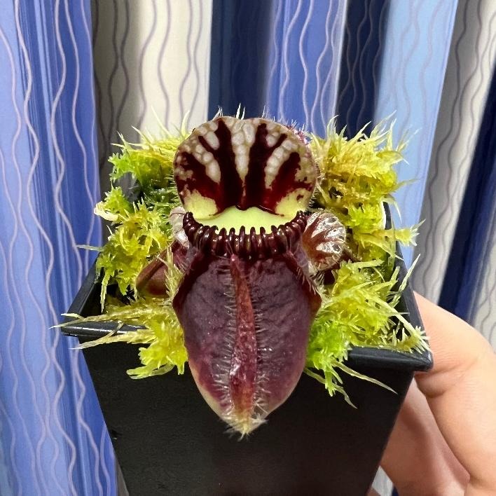 土瓶草＂德巨X捷巨＂Cephalotus follicularis ＂German Giant X CZ Giant＂-細節圖2