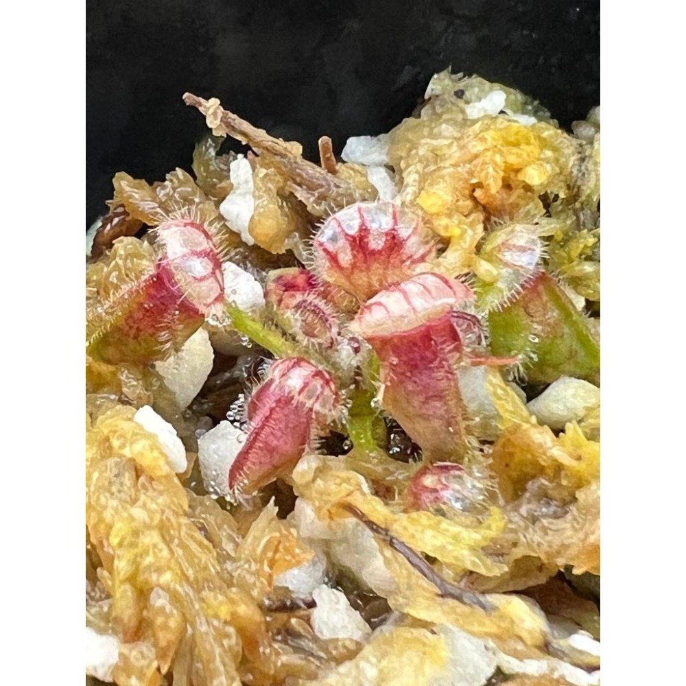 土瓶草＂德巨X捷巨＂Cephalotus follicularis ＂German Giant X CZ Giant＂-細節圖4