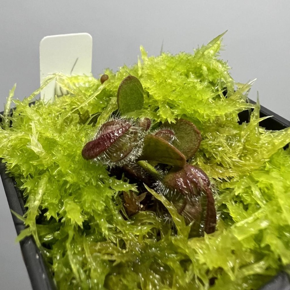 土瓶草＂德巨X捷巨＂Cephalotus follicularis ＂German Giant X CZ Giant＂-細節圖5