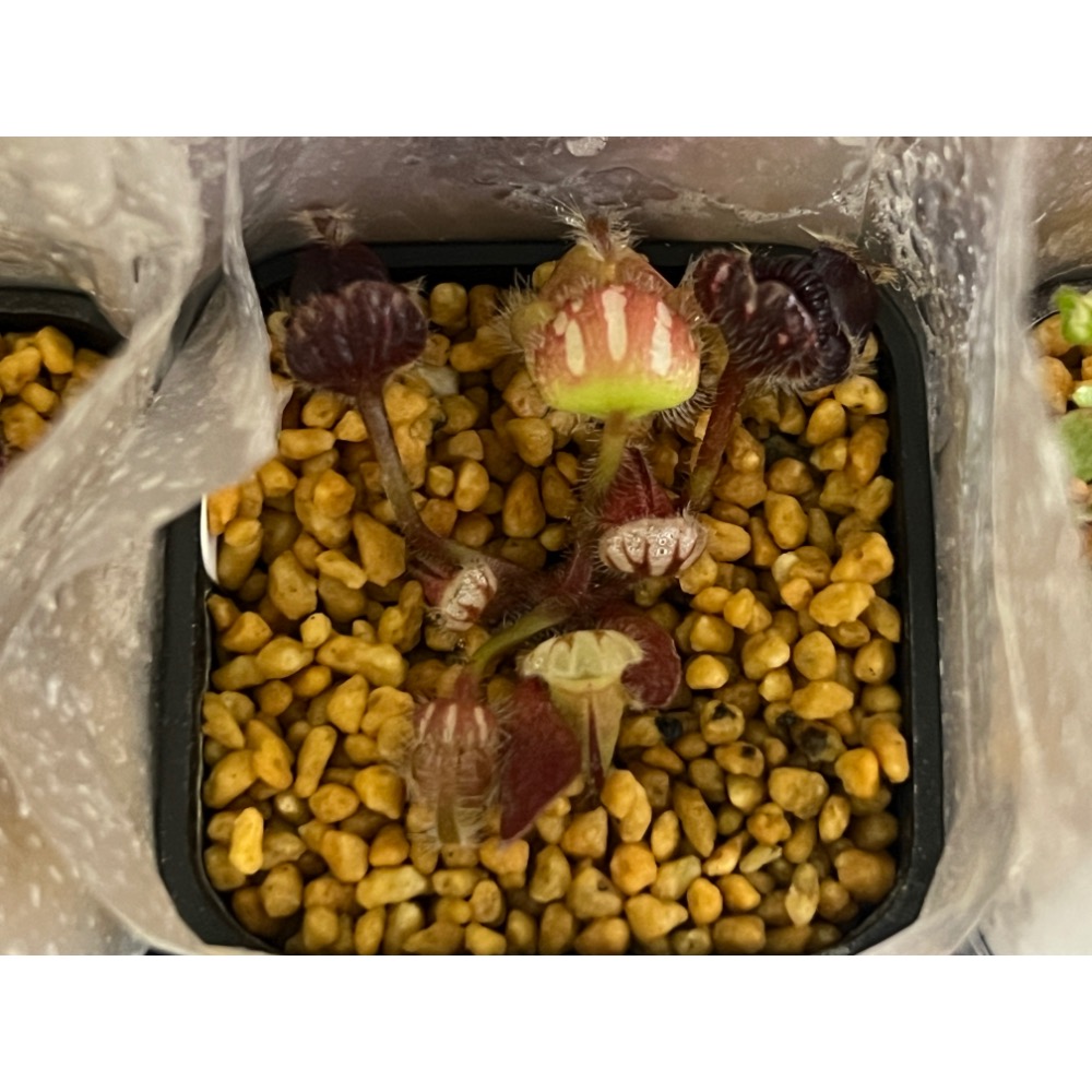 土瓶草＂德巨X捷巨＂Cephalotus follicularis ＂German Giant X CZ Giant＂-規格圖3