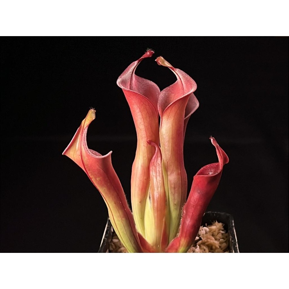 內布利納太陽瓶子草(阿維斯帕產地)Heliamphora neblinae(Cerro Avispa)-細節圖2