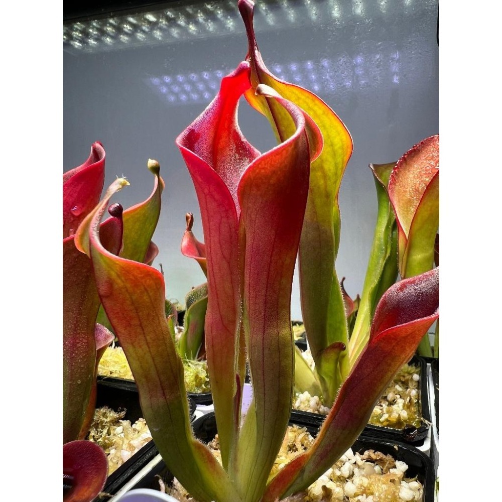 內布利納太陽瓶子草(阿維斯帕產地)Heliamphora neblinae(Cerro Avispa)-細節圖3