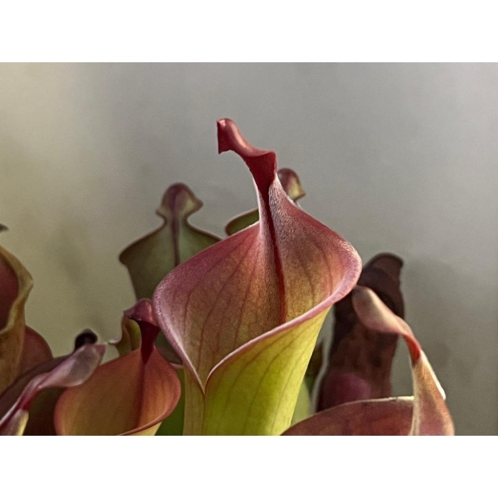 內布利納太陽瓶子草(阿維斯帕產地)Heliamphora neblinae(Cerro Avispa)-細節圖4