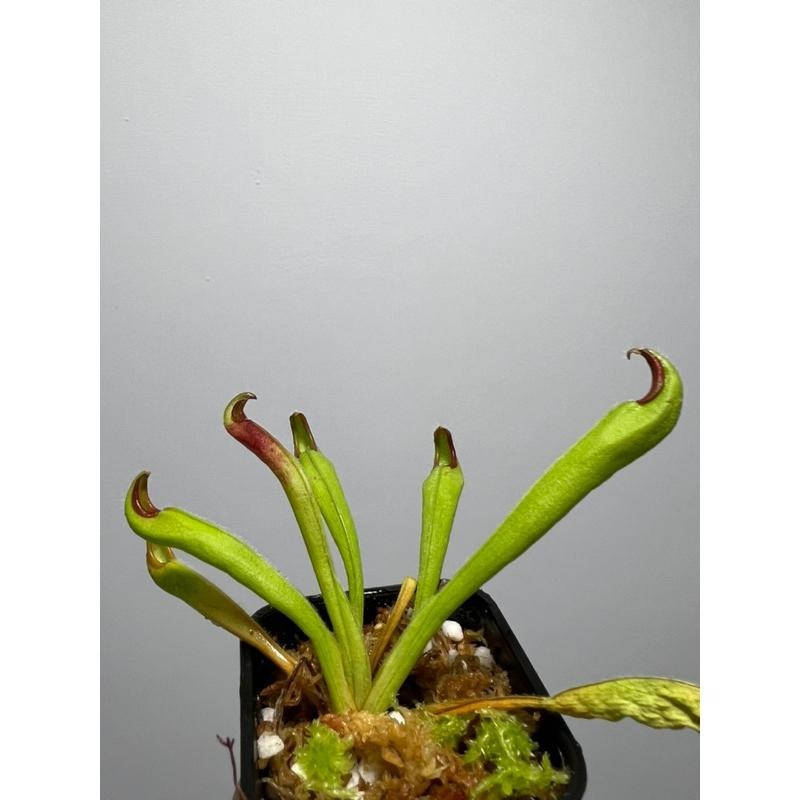 內布利納太陽瓶子草(阿維斯帕產地)Heliamphora neblinae(Cerro Avispa)-細節圖5