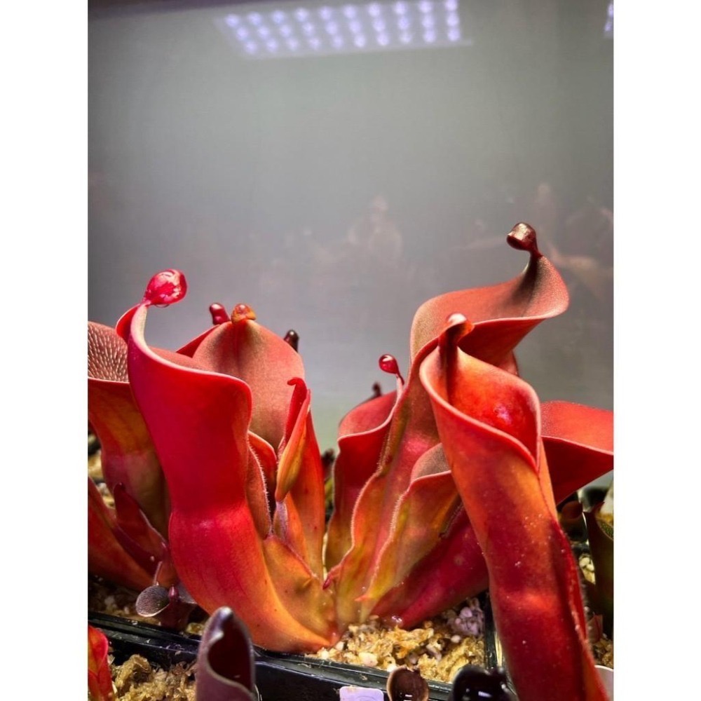 艾俄納西x披毛太陽瓶子草H. ionasi x minor var. pilosa clone 02
