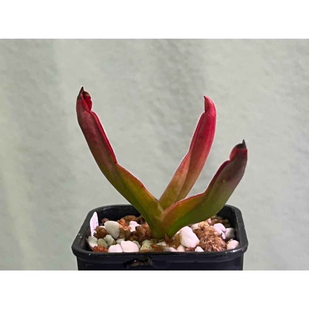 艾俄納西x披毛太陽瓶子草H. ionasi x minor var. pilosa clone 02-細節圖3
