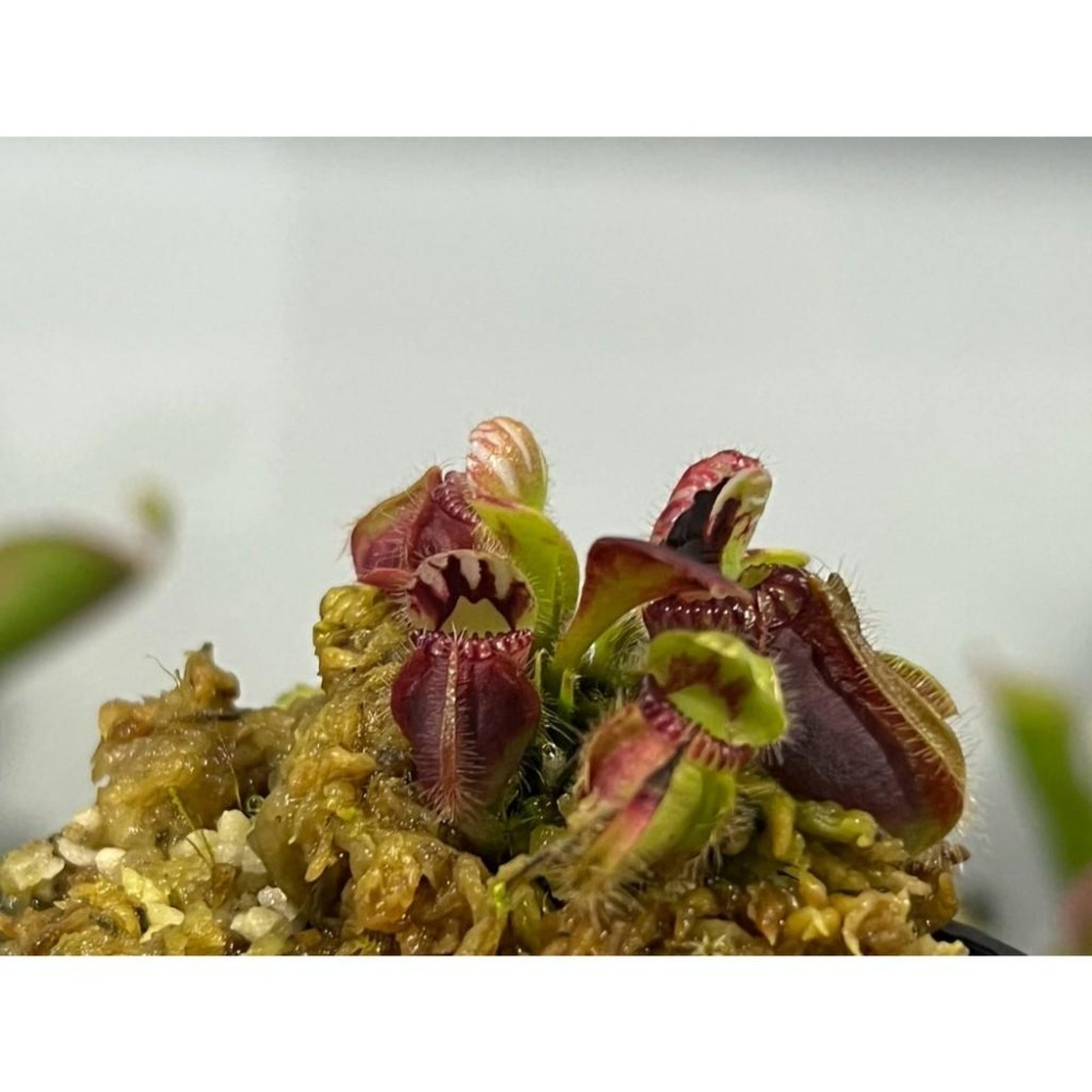 土瓶草C. follicularis-細節圖2