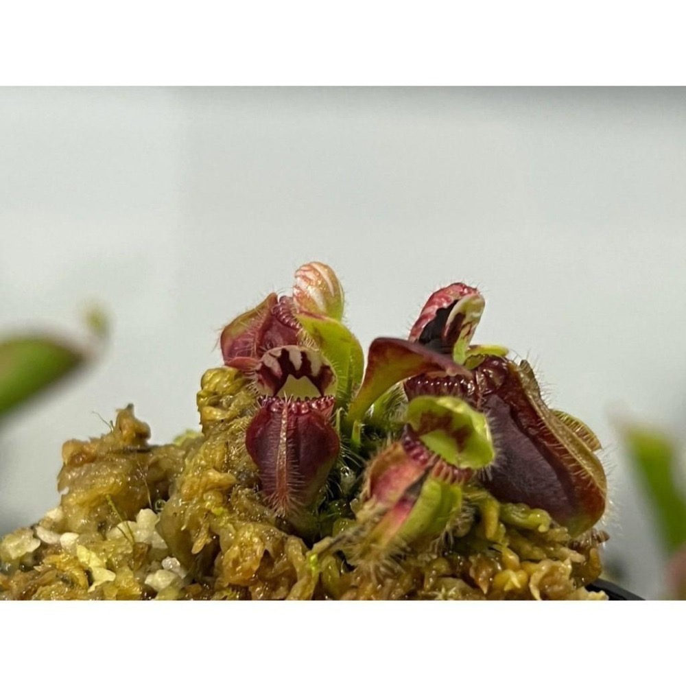 土瓶草C. follicularis-細節圖2