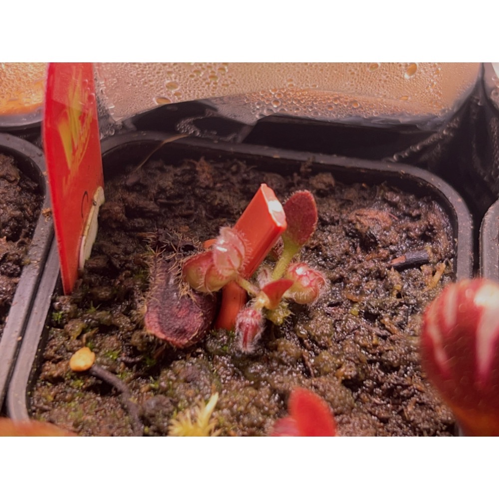 土瓶草C. follicularis-規格圖3