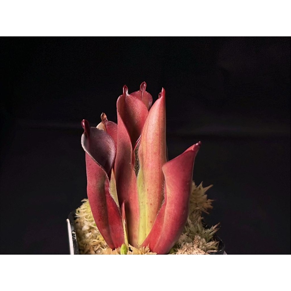 馳曼塔太陽瓶子草H. chimantensis