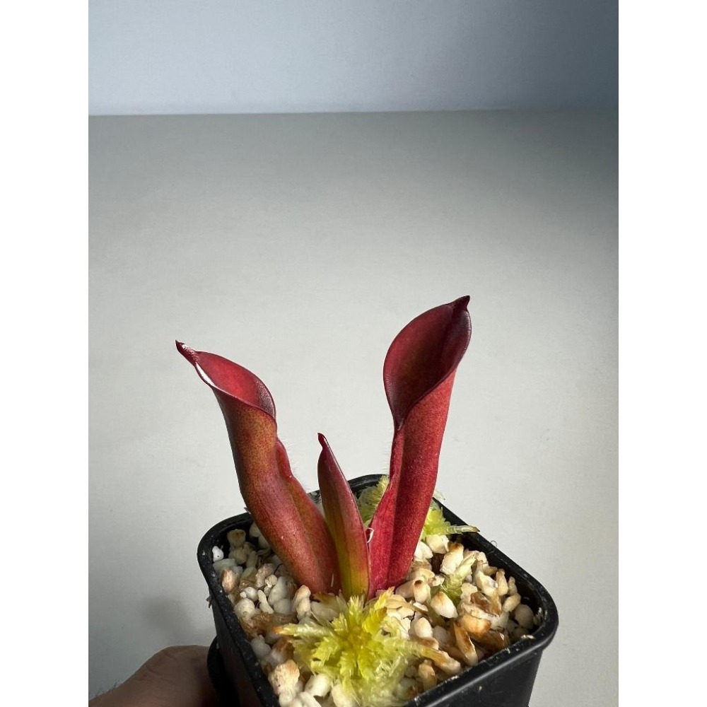 馳曼塔太陽瓶子草H. chimantensis-細節圖2