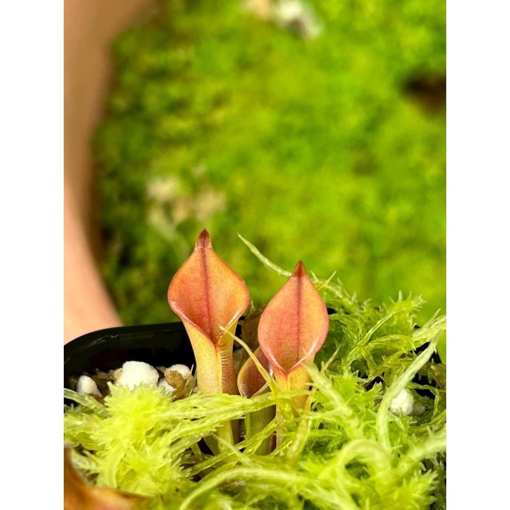 美麗太陽瓶子草H. pulchella clone 15 (Churi Tepui) BCP-細節圖2