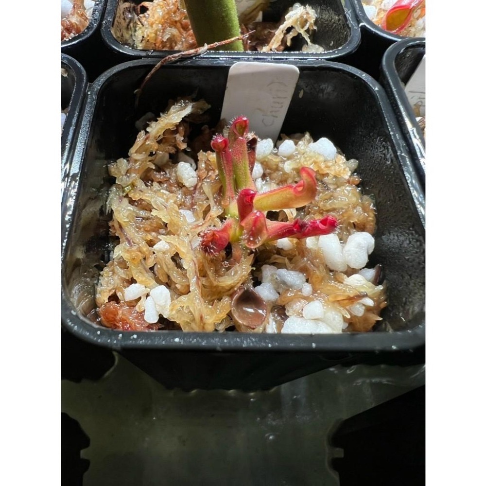 美麗太陽瓶子草H. pulchella clone 15 (Churi Tepui) BCP-細節圖3