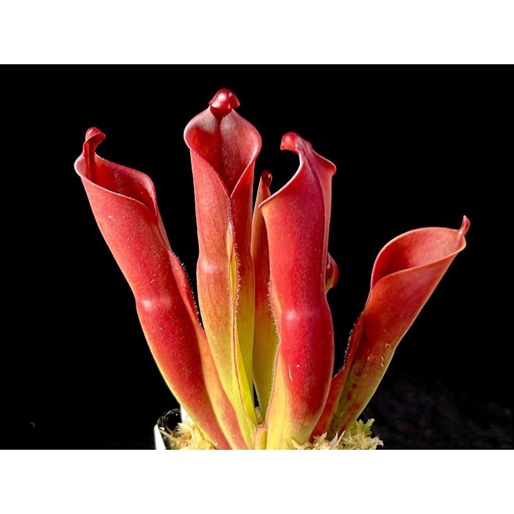 另解x垂花太陽瓶子草H. heterodoxa x nutans AW