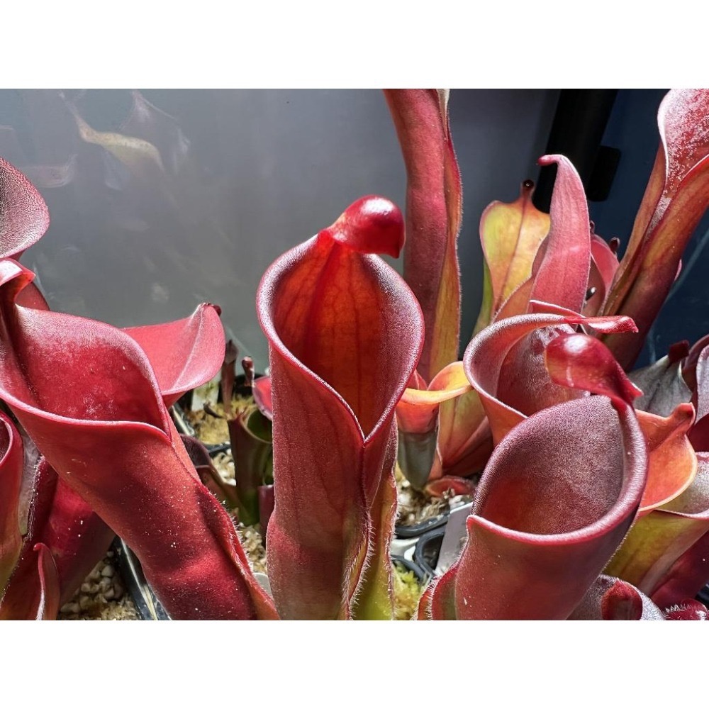 另解x垂花太陽瓶子草H. heterodoxa x nutans AW-細節圖2