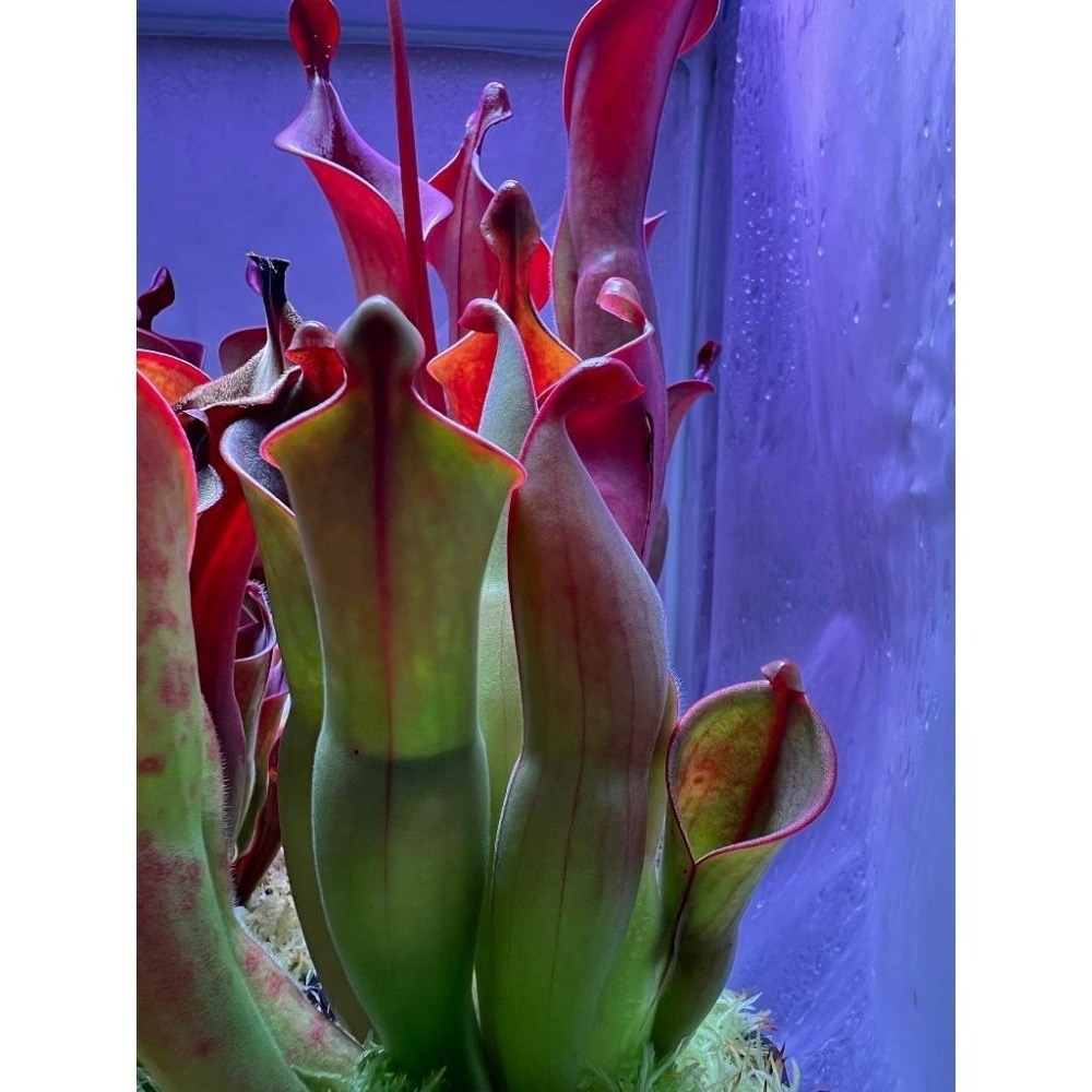另解x垂花太陽瓶子草H. heterodoxa x nutans AW-細節圖3