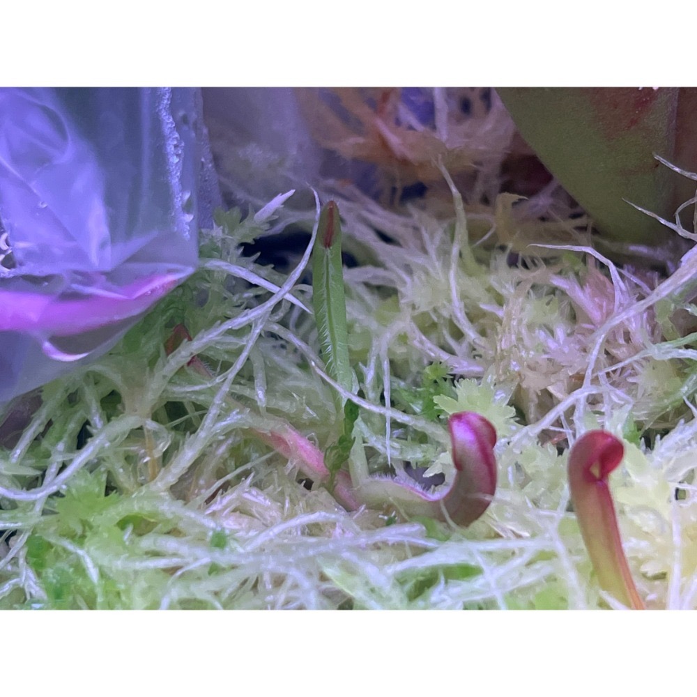 另解x垂花太陽瓶子草H. heterodoxa x nutans AW-規格圖3