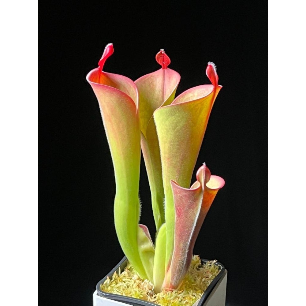 帕瓦太陽瓶子草H. parva (Cerro Neblina) BCP