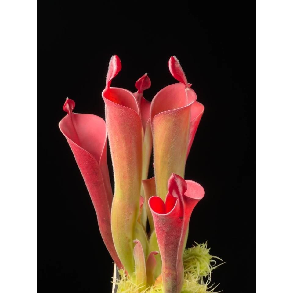 帕瓦太陽瓶子草H. parva (Cerro Neblina) BCP-細節圖2