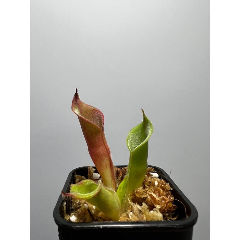絨毛太陽瓶子草Heliamphora ciliata-細節圖2