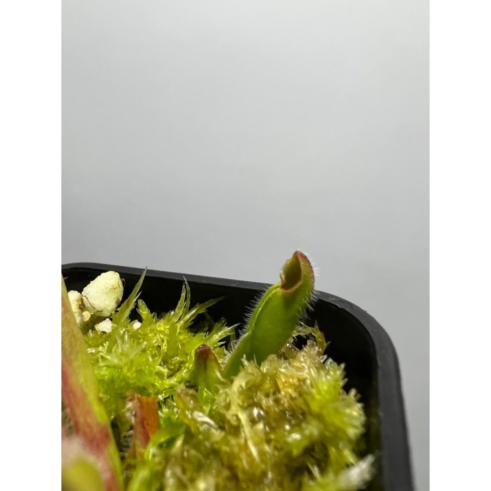 絨毛太陽瓶子草Heliamphora ciliata-細節圖3
