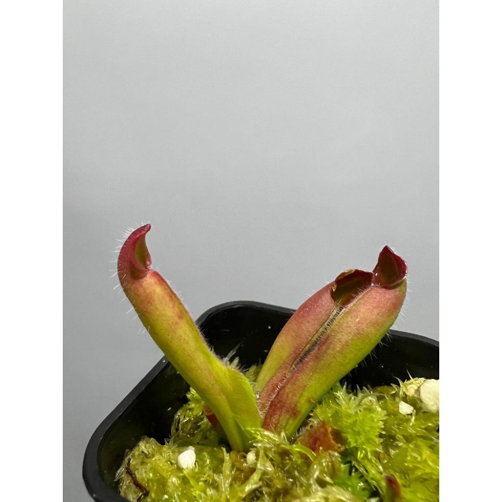 絨毛太陽瓶子草Heliamphora ciliata-細節圖4