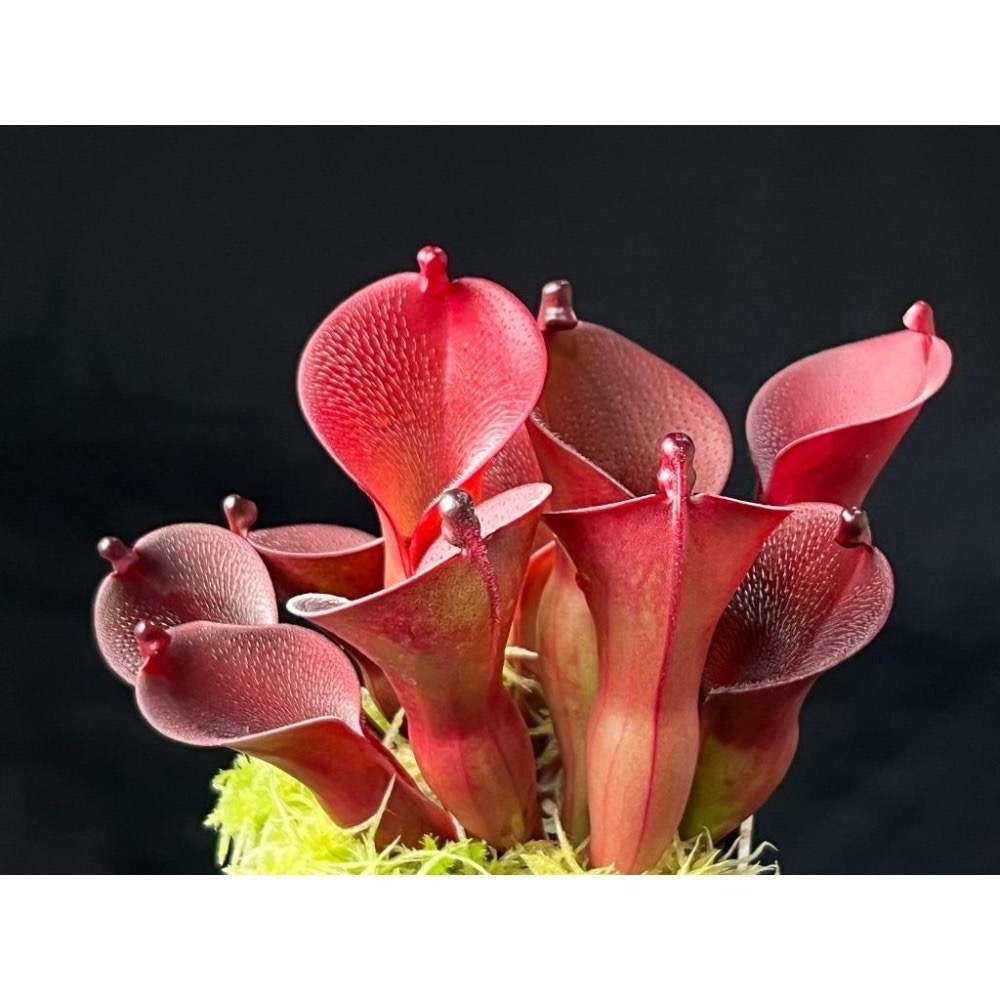 艾俄納西x美麗太陽瓶子草 Heliamphora ionasi x pulchella