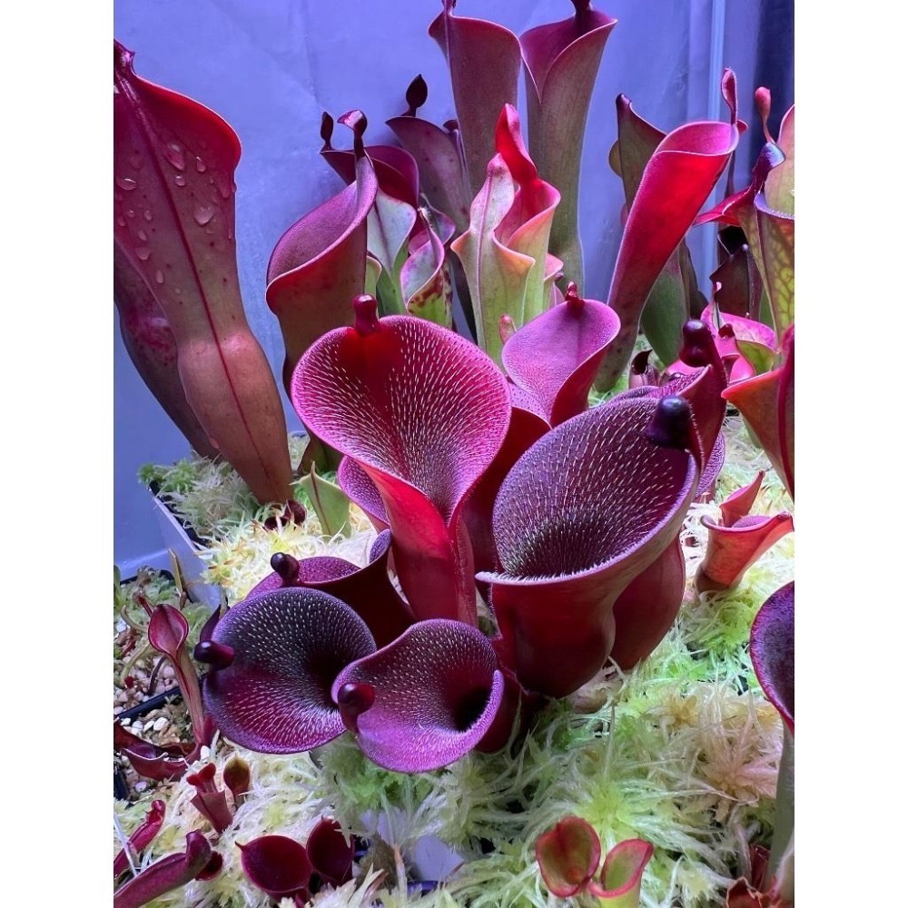 艾俄納西x美麗太陽瓶子草 Heliamphora ionasi x pulchella-細節圖2