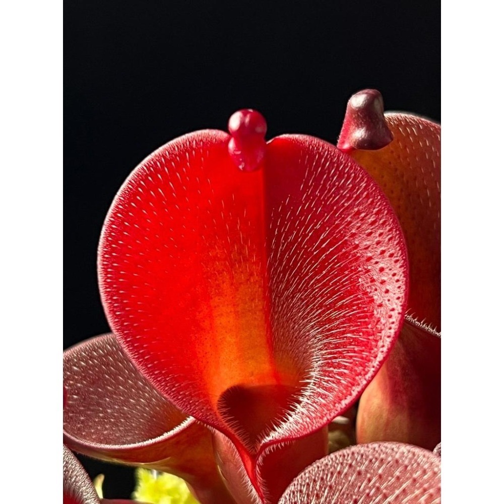 艾俄納西x美麗太陽瓶子草 Heliamphora ionasi x pulchella-細節圖3