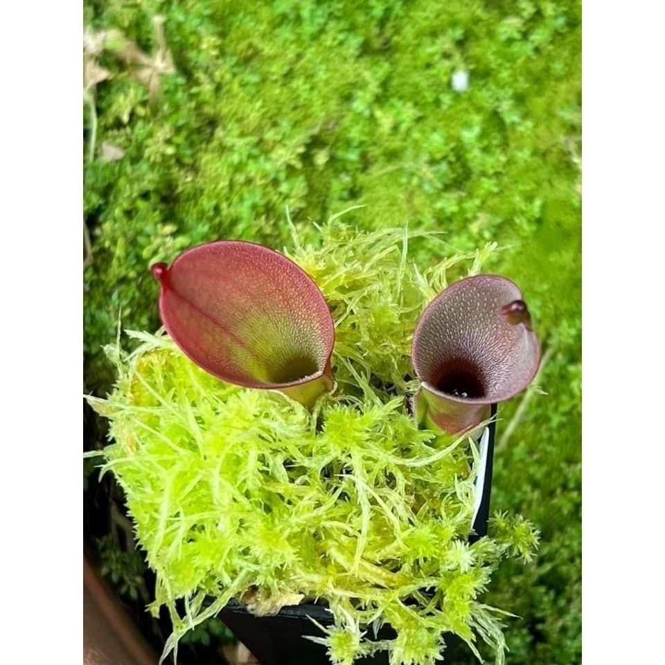艾俄納西x美麗太陽瓶子草 Heliamphora ionasi x pulchella-細節圖4