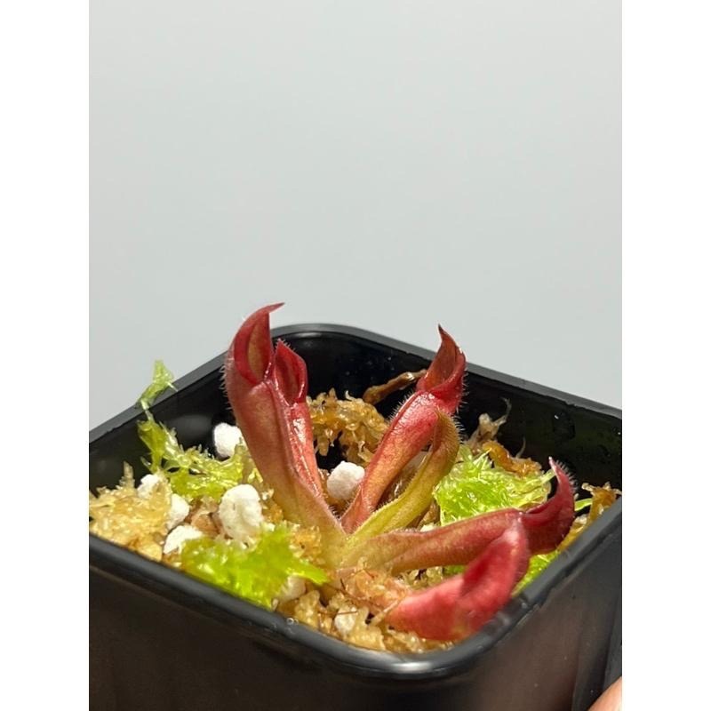 艾俄納西x美麗太陽瓶子草 Heliamphora ionasi x pulchella-細節圖5