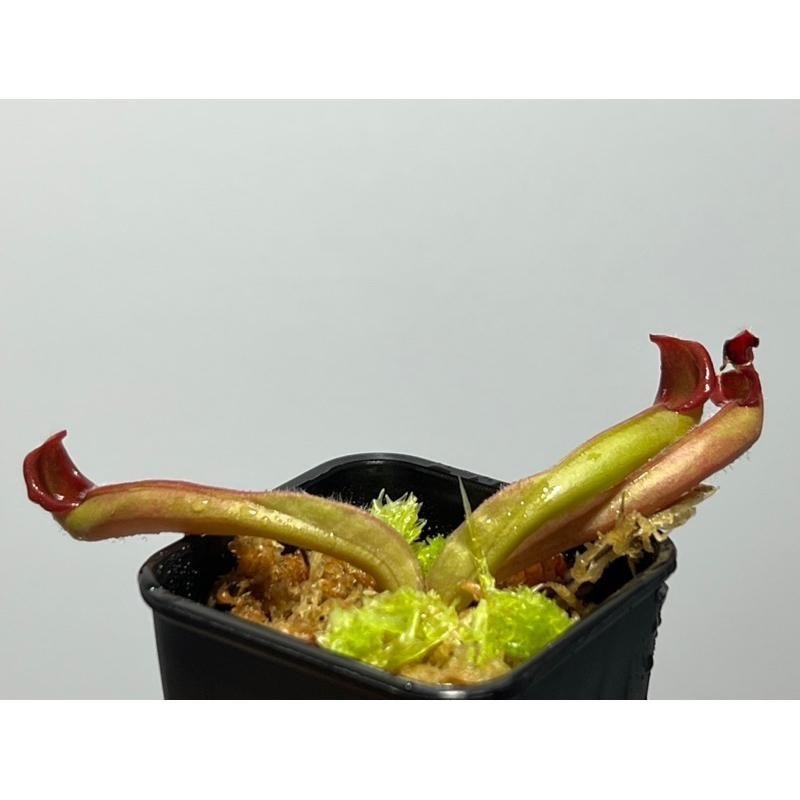 艾俄納西x美麗太陽瓶子草 Heliamphora ionasi x pulchella-細節圖6
