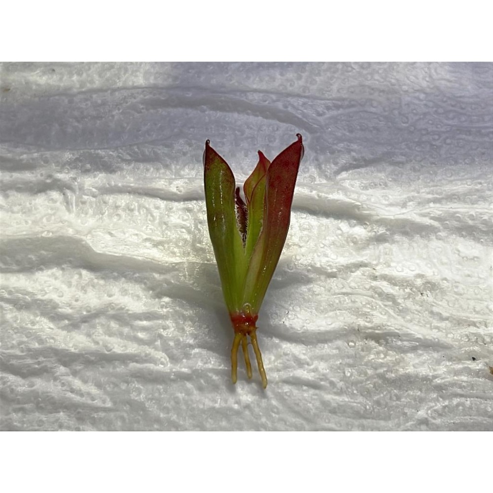 阿勾畔太陽瓶子草Heliamphora sp. ‘Akopan’-細節圖2