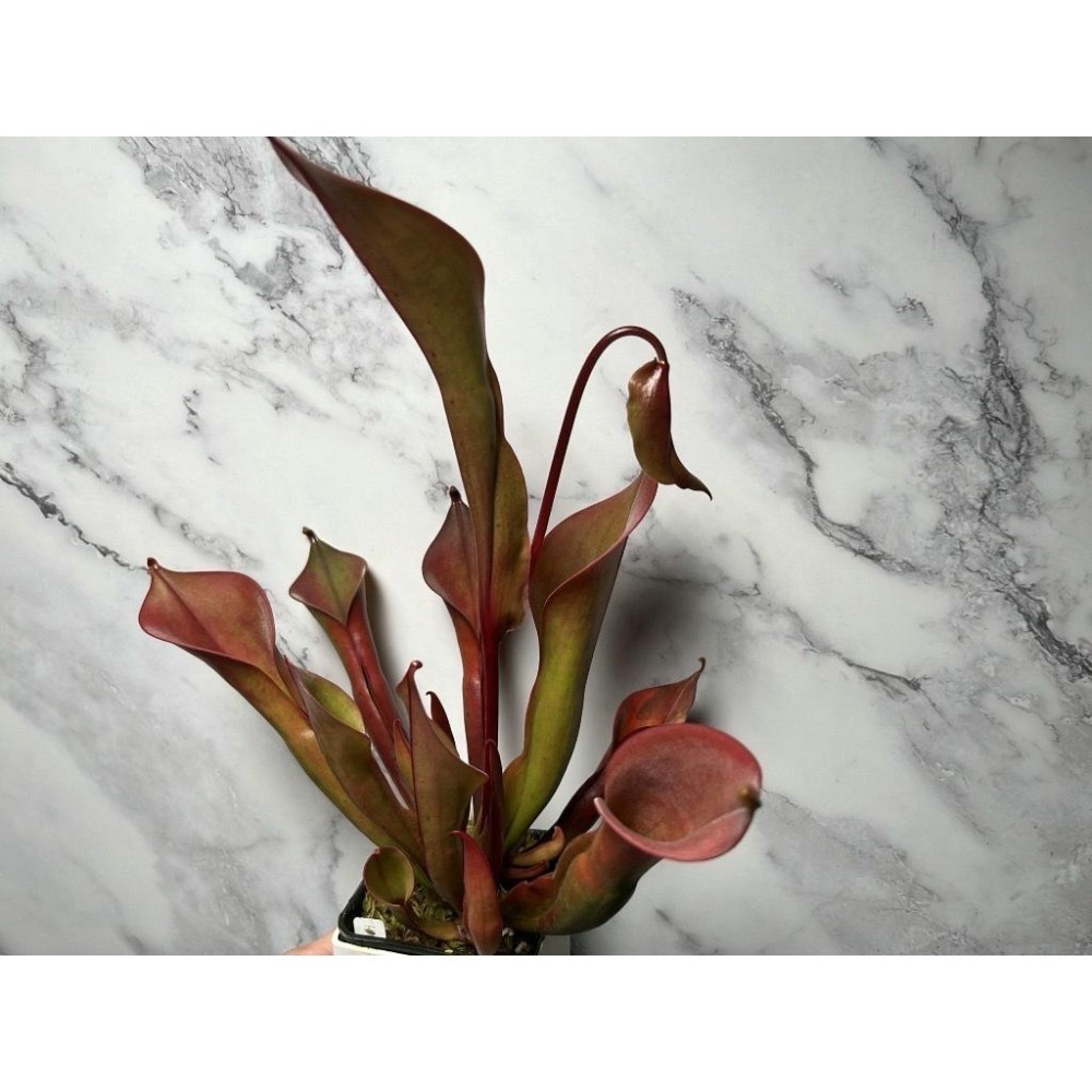 巨大垂花太陽瓶子草Heliamphora nutans ＂Giant＂