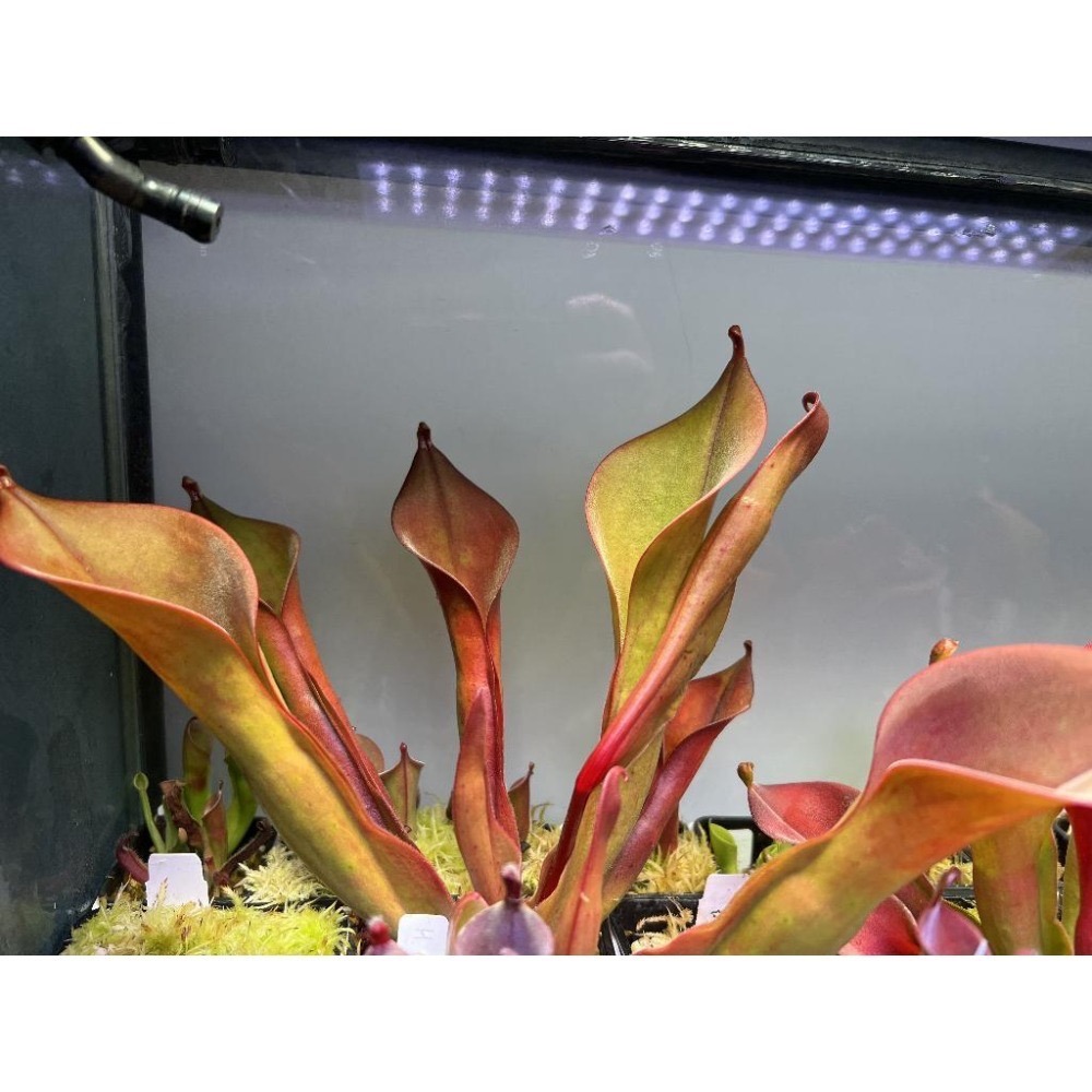 巨大垂花太陽瓶子草Heliamphora nutans ＂Giant＂-細節圖2