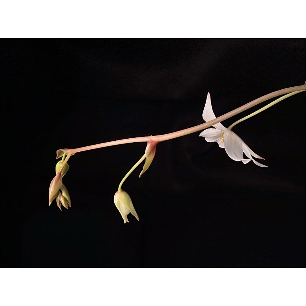 巨大垂花太陽瓶子草Heliamphora nutans ＂Giant＂-細節圖3