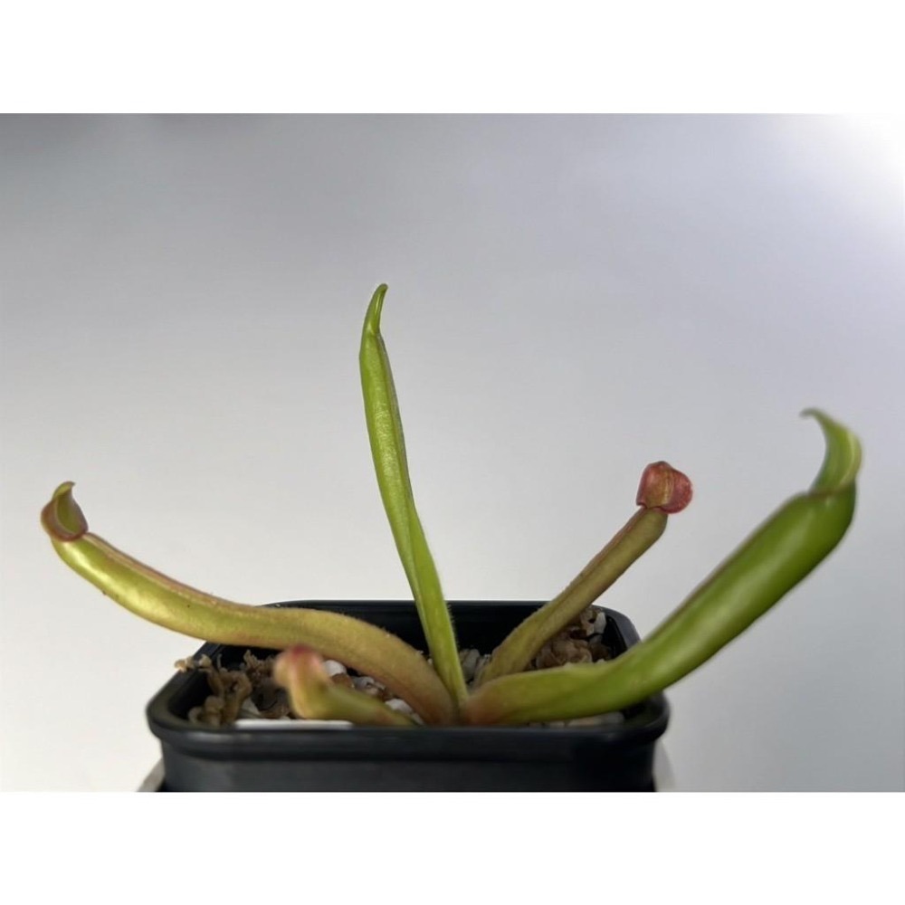 巨大垂花太陽瓶子草Heliamphora nutans ＂Giant＂-細節圖4