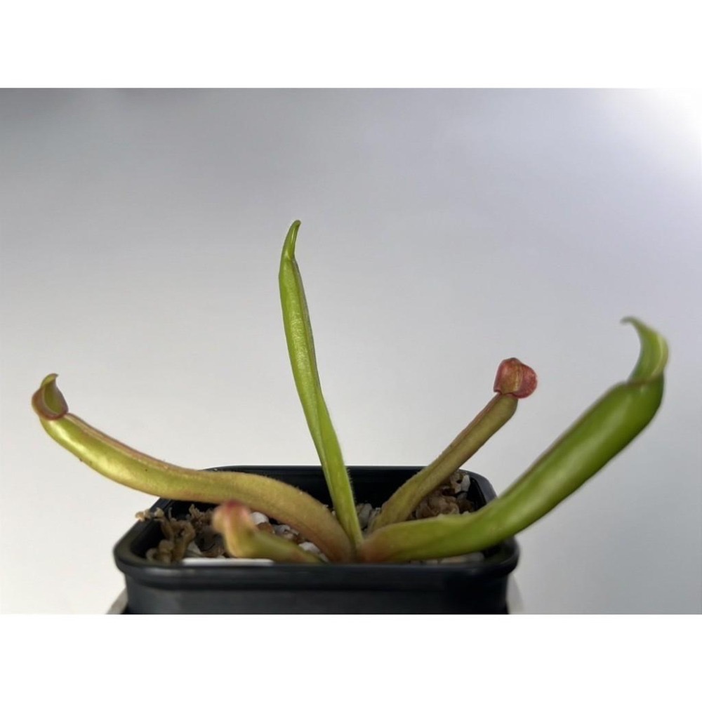 巨大垂花太陽瓶子草Heliamphora nutans ＂Giant＂-細節圖4