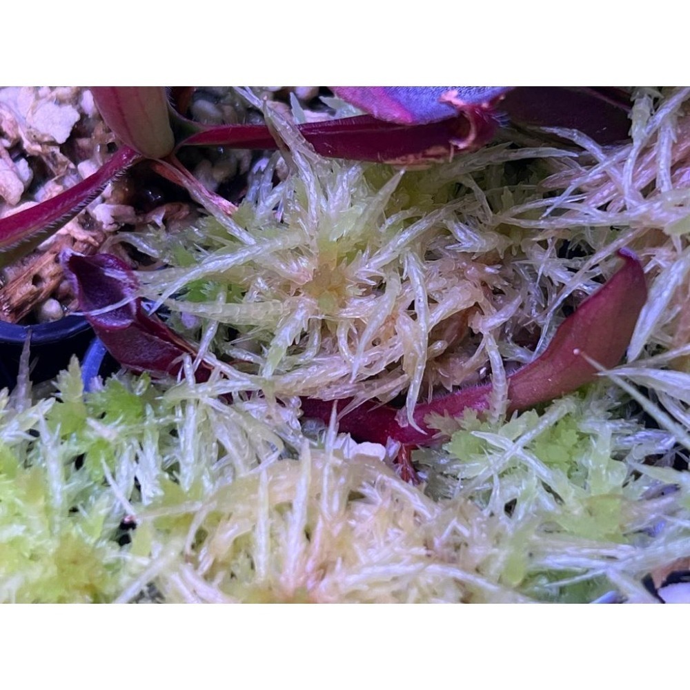 琥珀金太陽瓶子草H. electrum-細節圖3