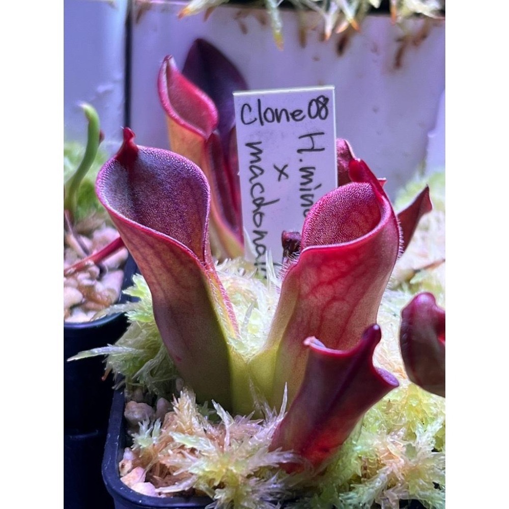 披毛交麥當勞太陽瓶子草H. minor var. pilosa (02) x macdonaldae