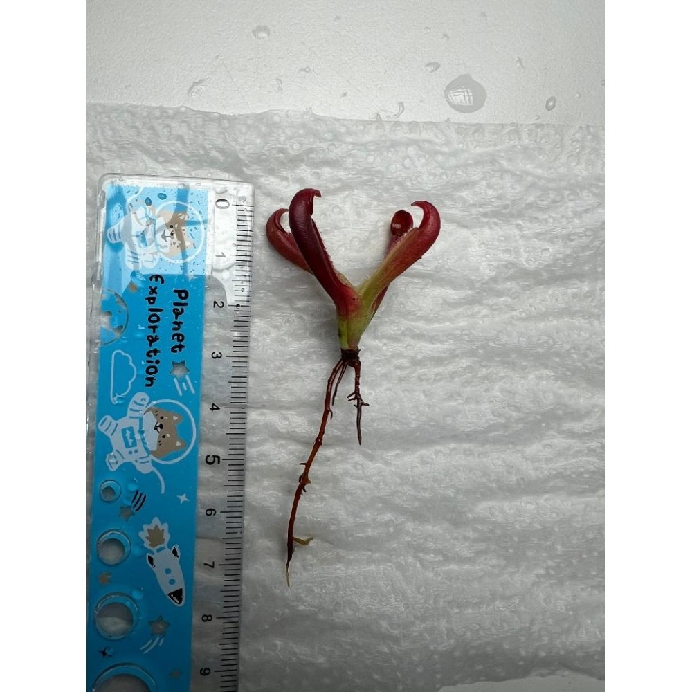 披毛交麥當勞太陽瓶子草H. minor var. pilosa (02) x macdonaldae clone 08-細節圖2