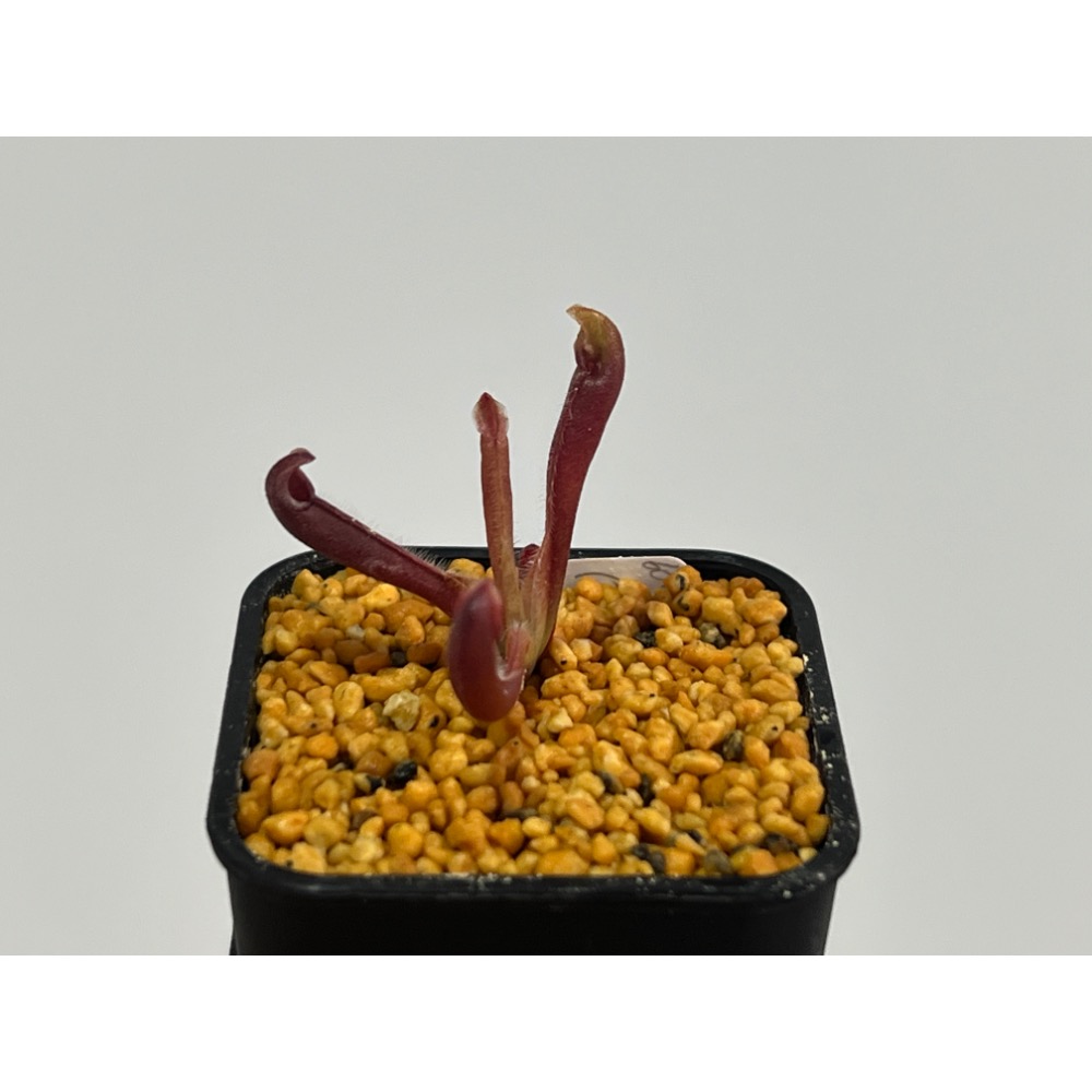 披毛交麥當勞太陽瓶子草H. minor var. pilosa (02) x macdonaldae-規格圖2