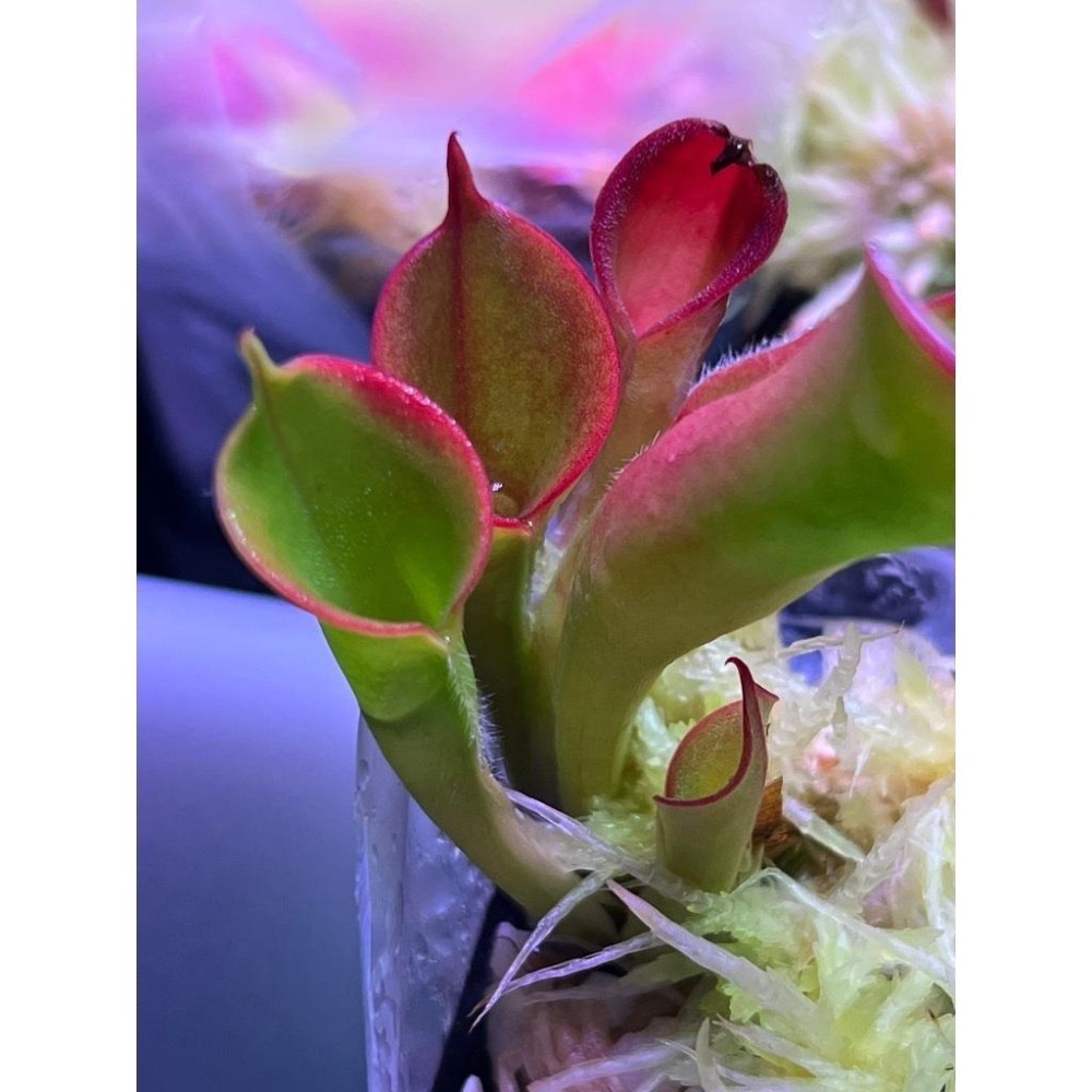 胡貝爾太陽瓶子草H. huberi? (Amuri Tepui) AW
