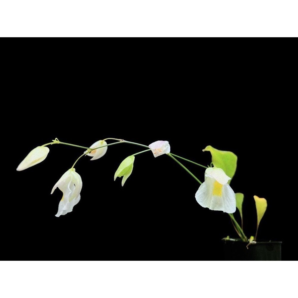 恩德雷斯狸藻Utricularia endresii