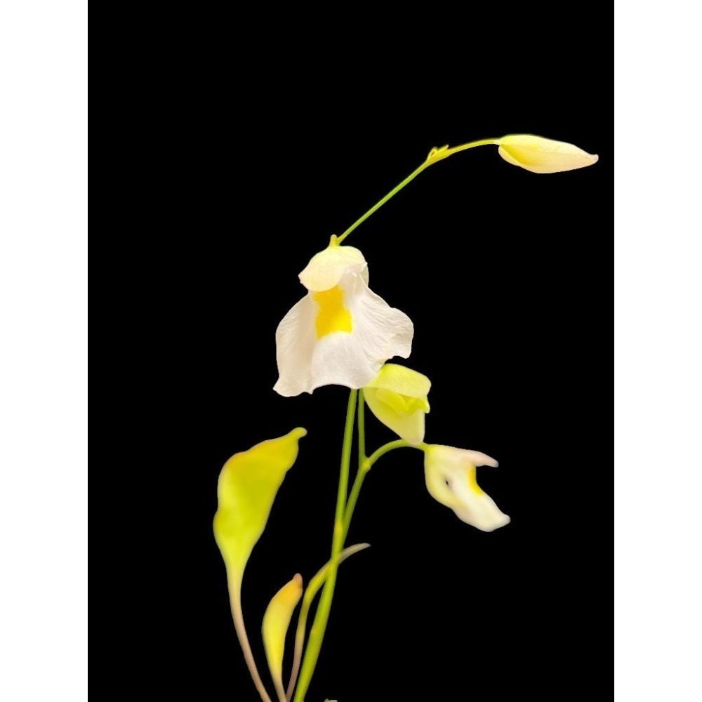 恩德雷斯狸藻Utricularia endresii-細節圖2