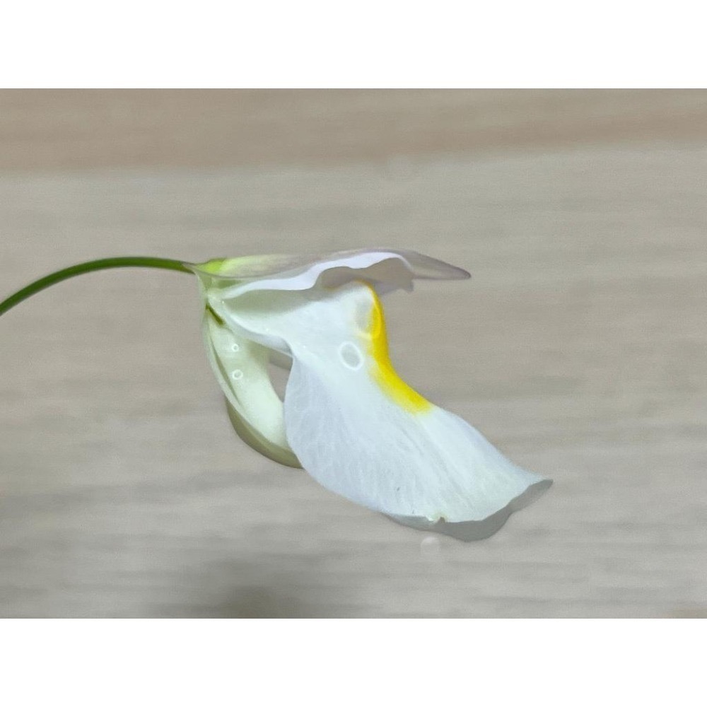 恩德雷斯狸藻Utricularia endresii-細節圖3
